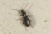 Bembidion properans